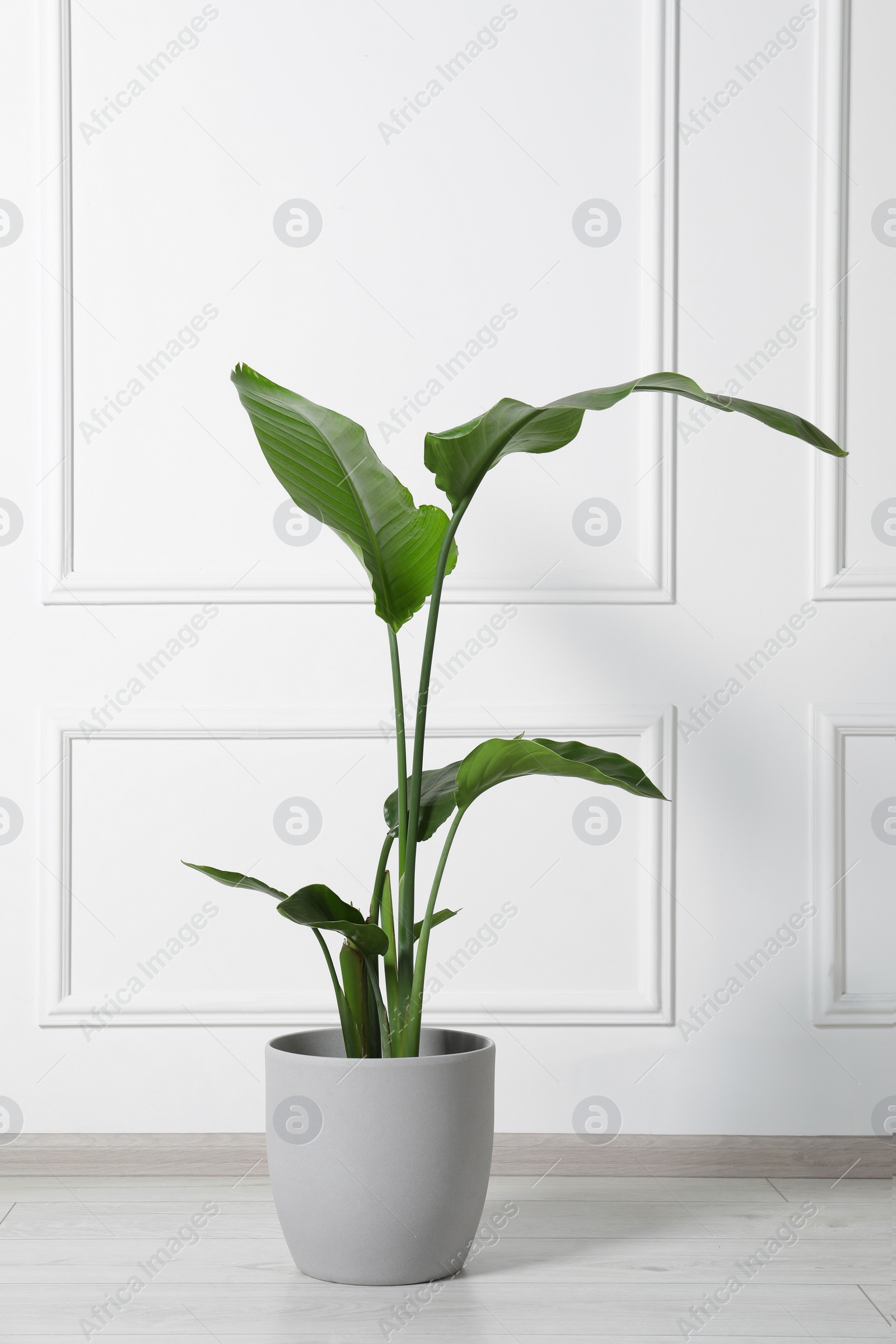 Photo of Potted strelitzia on floor indoors. Beautiful houseplant