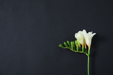 Photo of Beautiful freesia with fragrant flowers on dark background, top view. Space for text