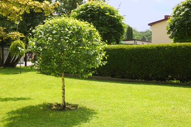 Photo of Beautiful young birch tree growing in garden, space for text