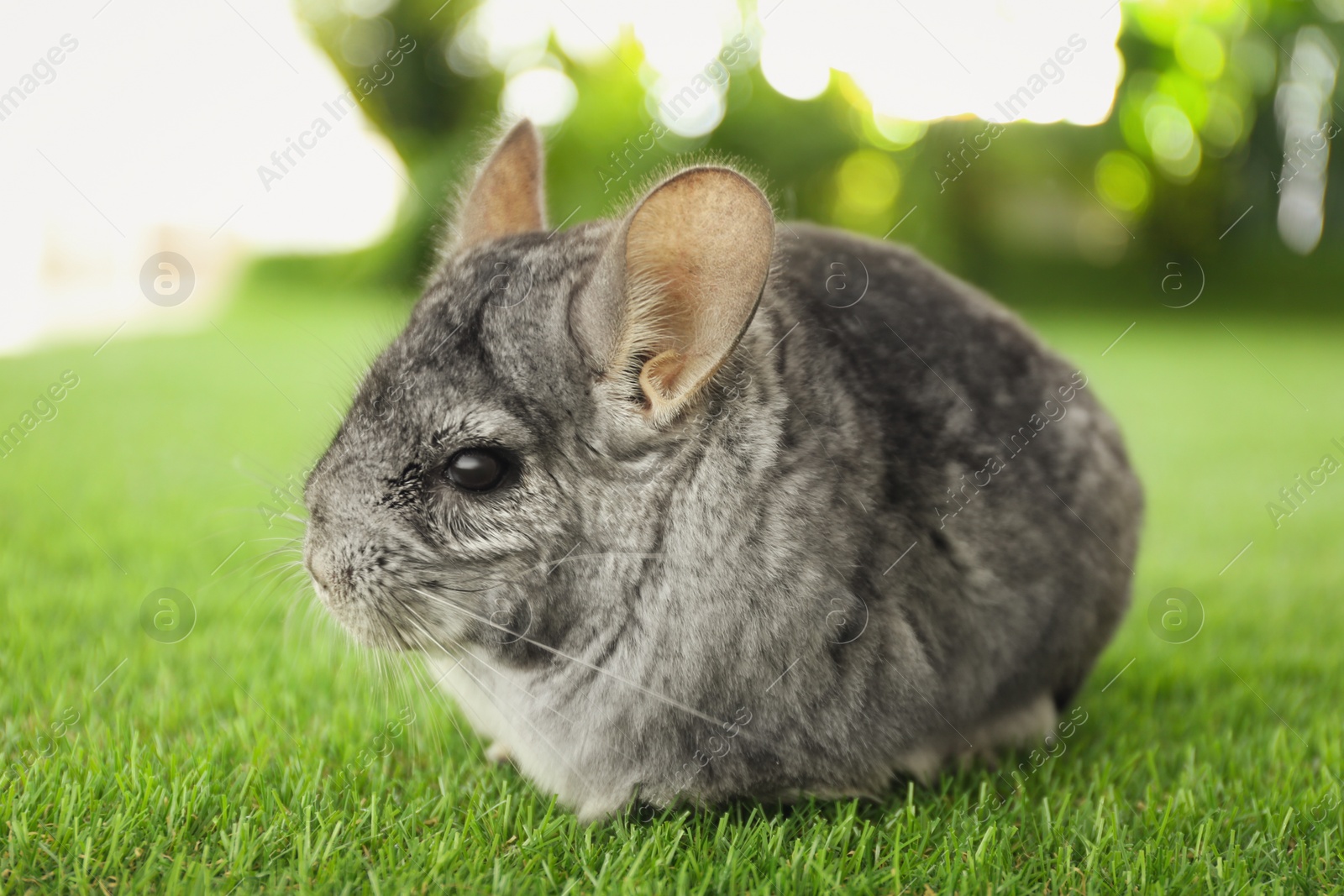 Photo of Cute funny grey chinchilla on green grass, closeup