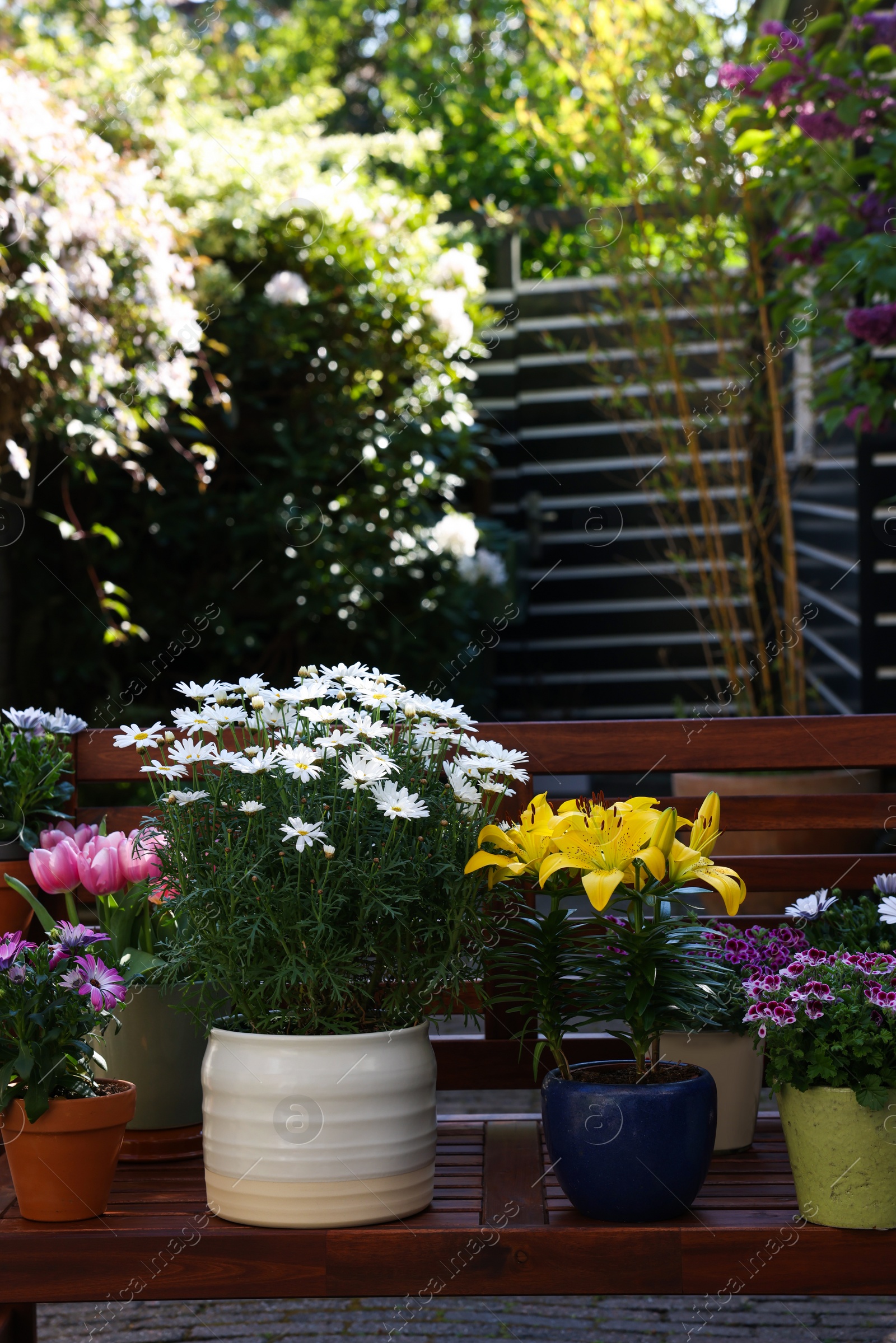 Photo of Many different beautiful blooming plants in flowerpots on wooden bench outdoors