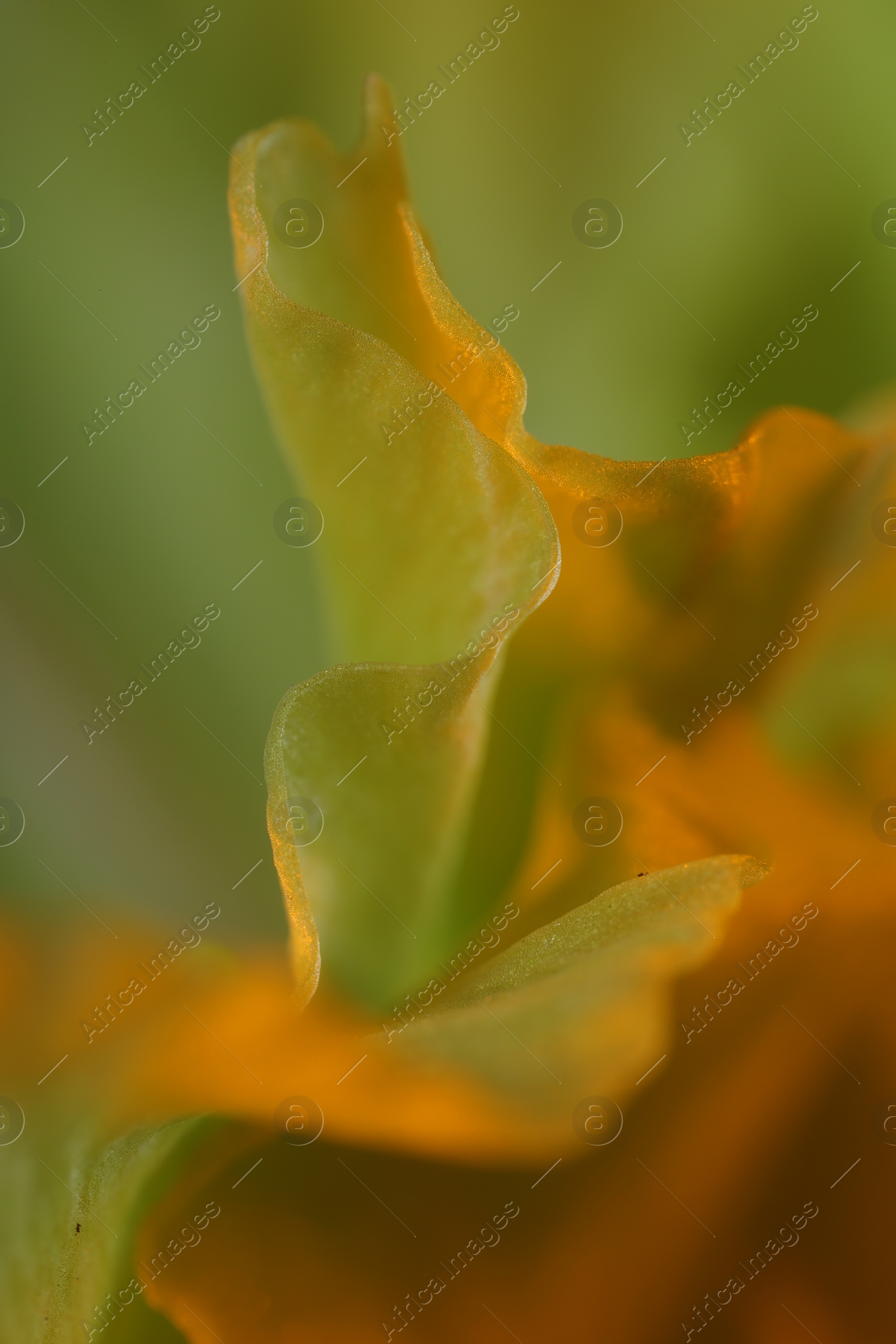 Photo of Beautiful light green Gladiolus flower as background, macro view