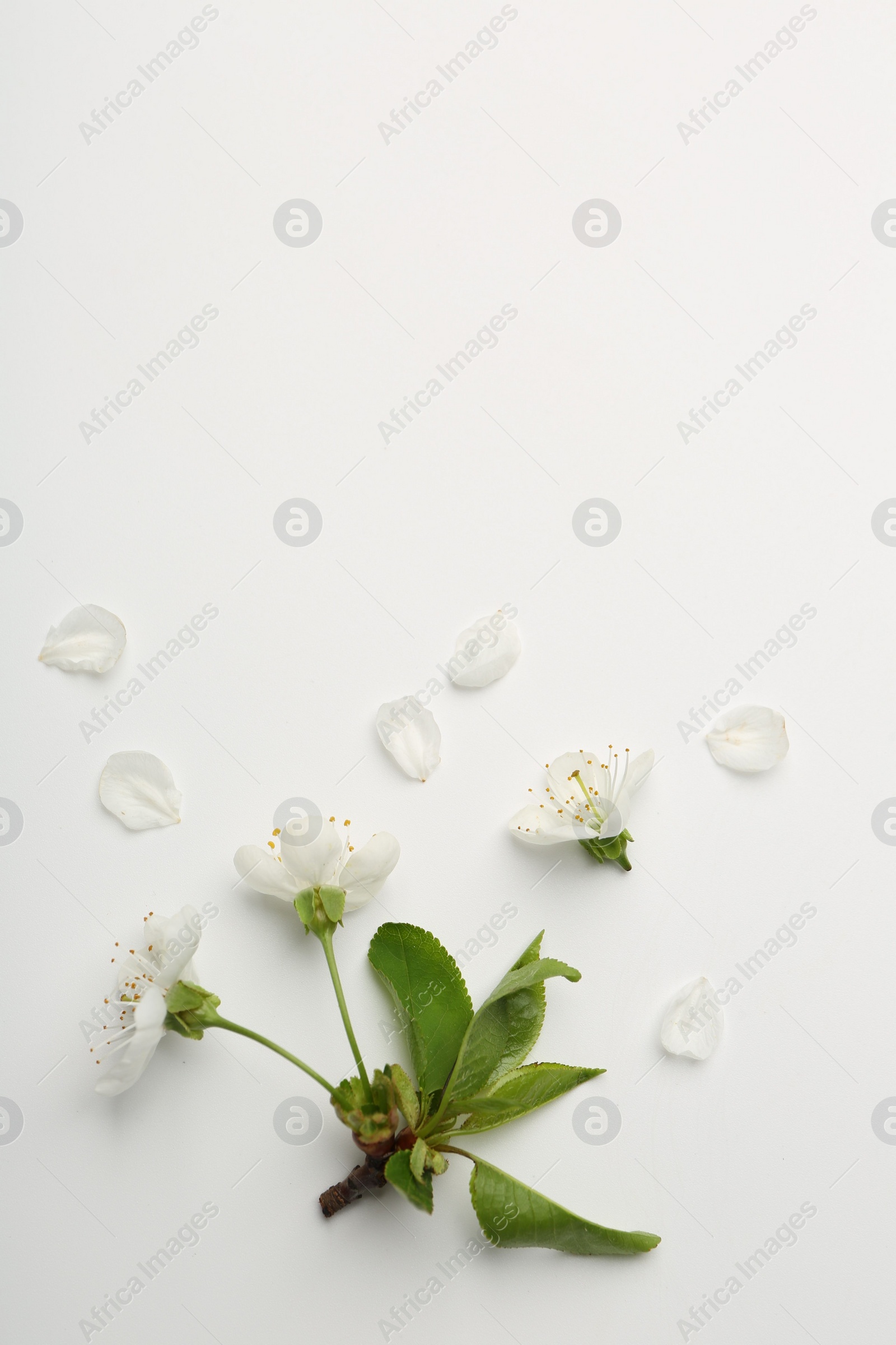 Photo of Beautiful spring tree blossoms and petals on white background, flat lay. Space for text