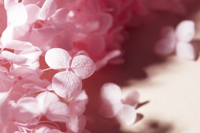 Photo of Beautiful pink hortensia flowers on beige background, closeup. Space for text