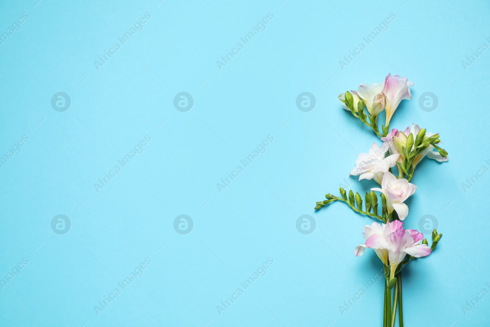 Photo of Beautiful blooming freesias on light blue background, flat lay. Space for text