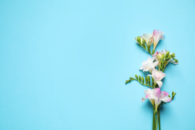 Beautiful blooming freesias on light blue background, flat lay. Space for text