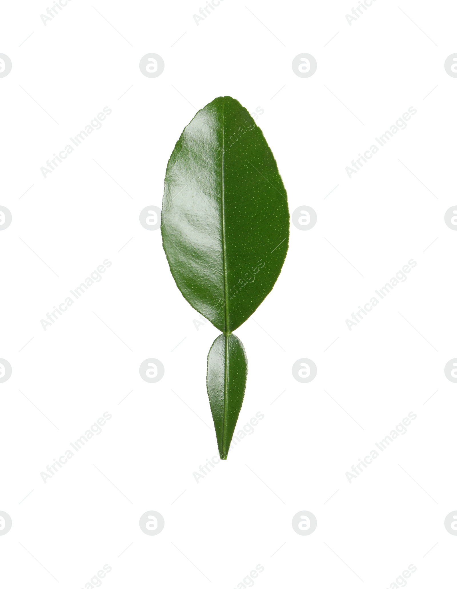 Photo of Green leaf of bergamot plant isolated on white