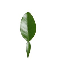 Photo of Green leaf of bergamot plant isolated on white