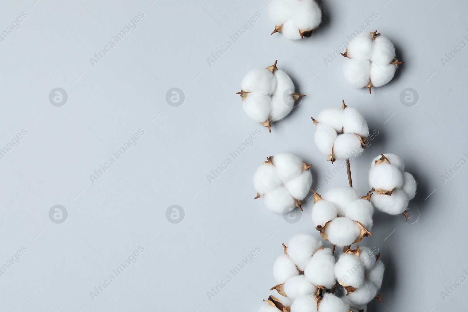 Photo of Beautiful cotton flowers on light grey background, flat lay. Space for text