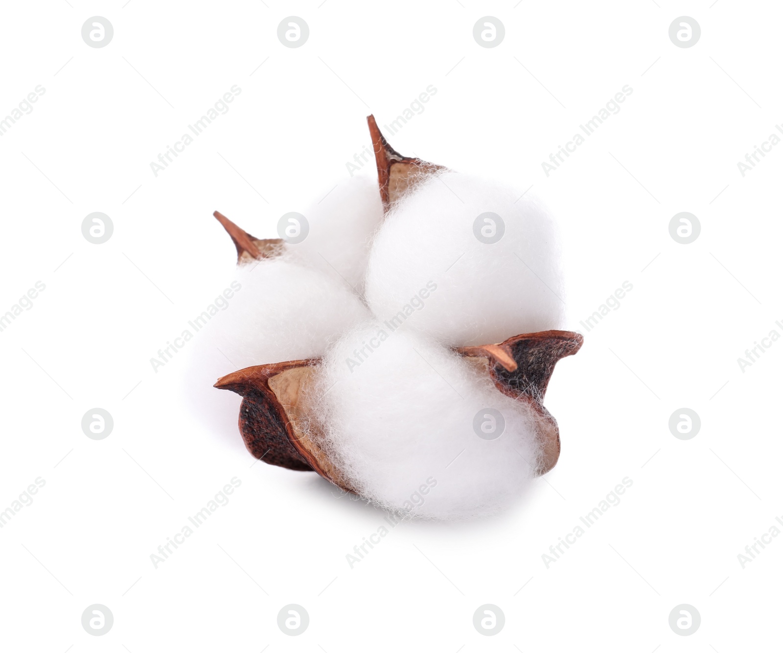 Photo of One fluffy cotton flower isolated on white