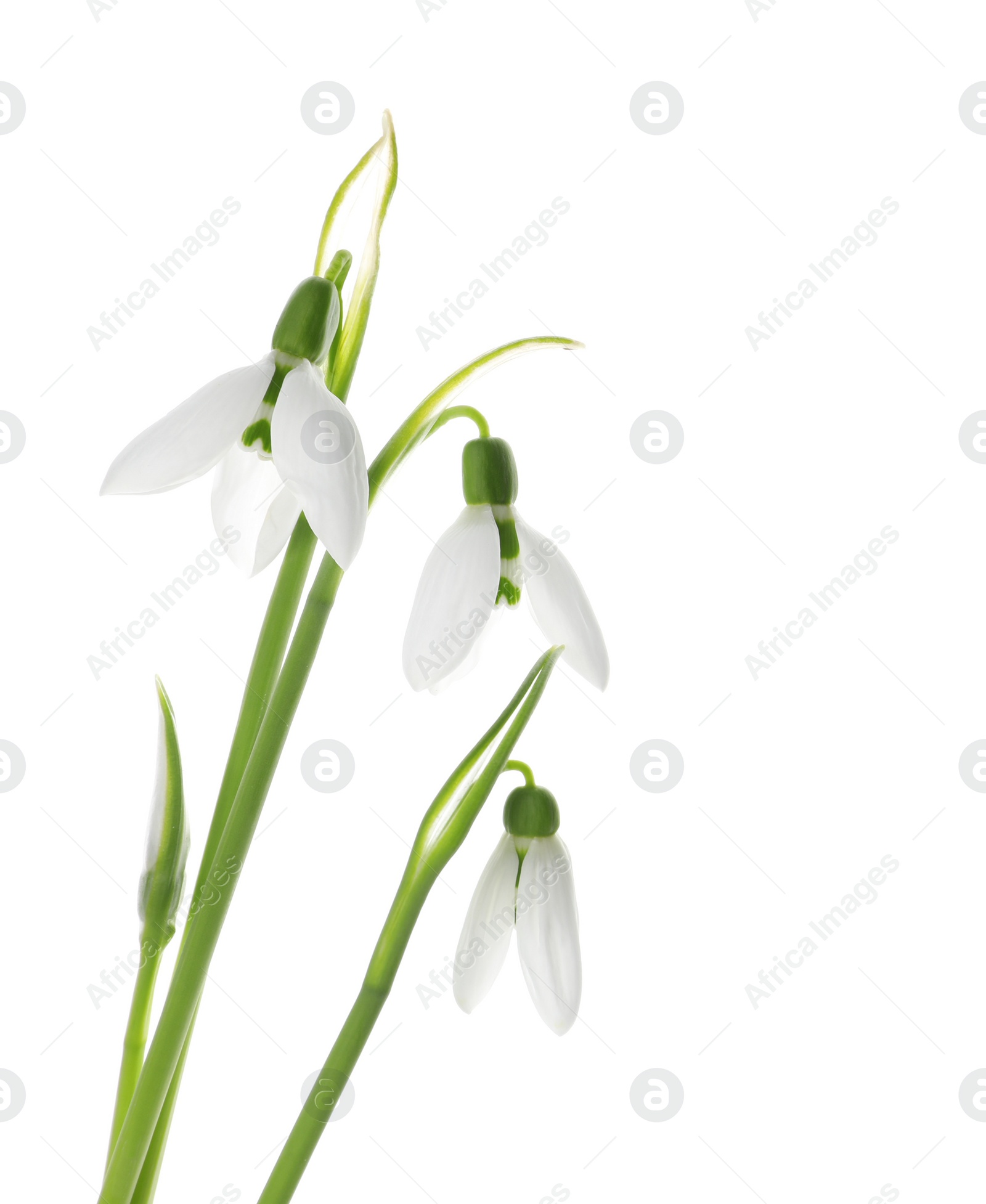 Photo of Beautiful snowdrops on white background. Spring flowers