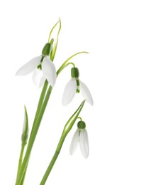 Photo of Beautiful snowdrops on white background. Spring flowers