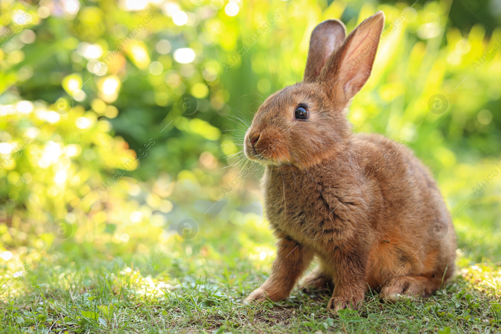 Photo of Cute fluffy rabbit on green grass outdoors. Space for text