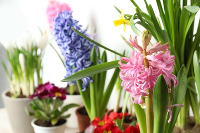 Different beautiful flowers on light background, closeup