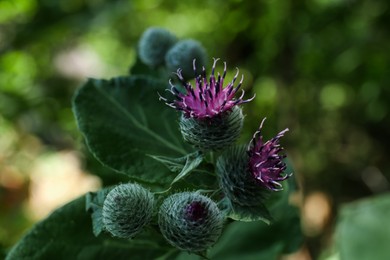 Photo of Beautiful burdock plant with flowers and green leaves outdoors, closeup