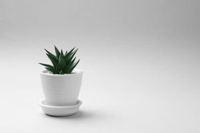 Beautiful succulent plant in pot on white background, space for text