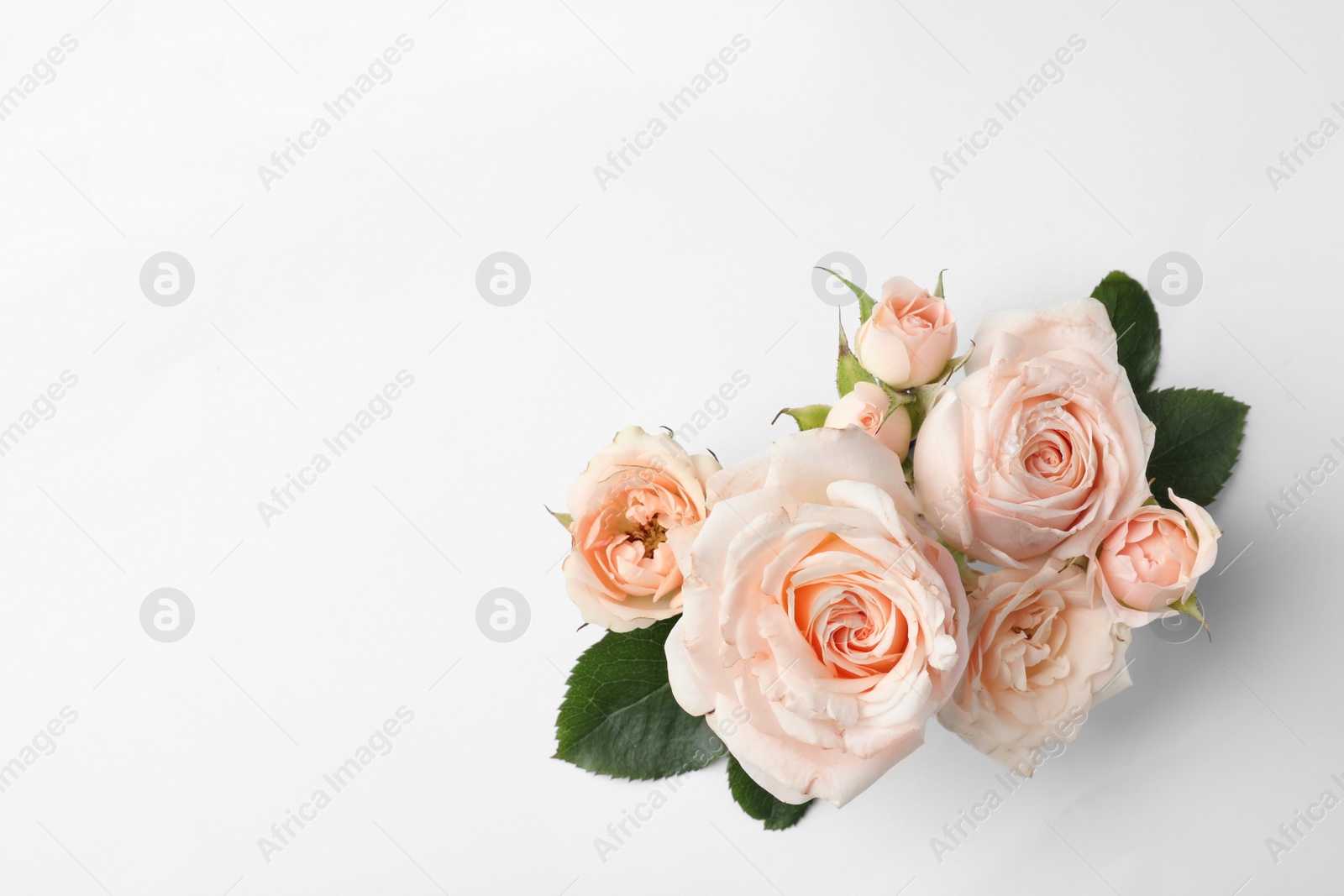 Photo of Beautiful roses and space for text on white background, top view