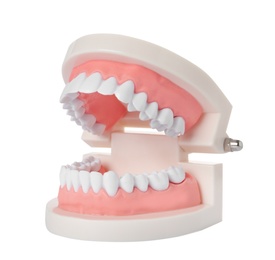 Photo of Educational model of oral cavity with teeth on white background