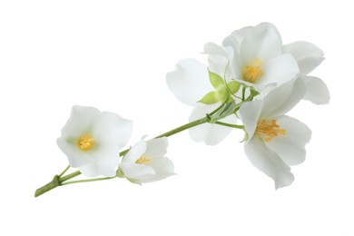 Photo of Branch of jasmine flowers isolated on white