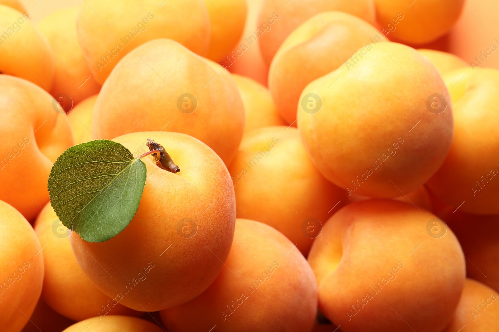 Photo of Delicious ripe sweet apricots with leaf as background, closeup view