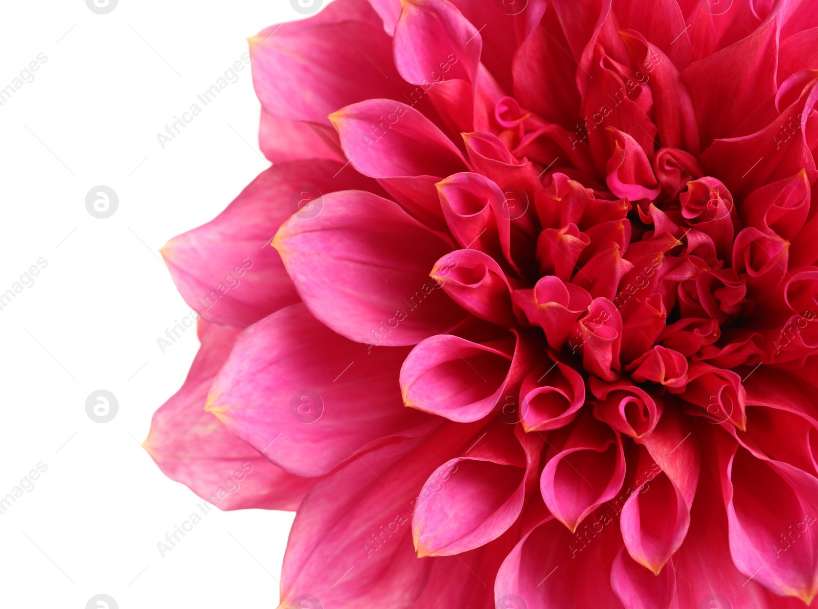 Photo of Beautiful pink dahlia flower on white background, closeup