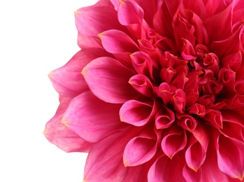 Beautiful pink dahlia flower on white background, closeup