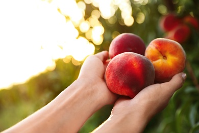 Photo of Woman holding fresh ripe peaches in garden, closeup view