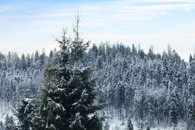 Photo of Fir trees covered with snow outdoors on winter day