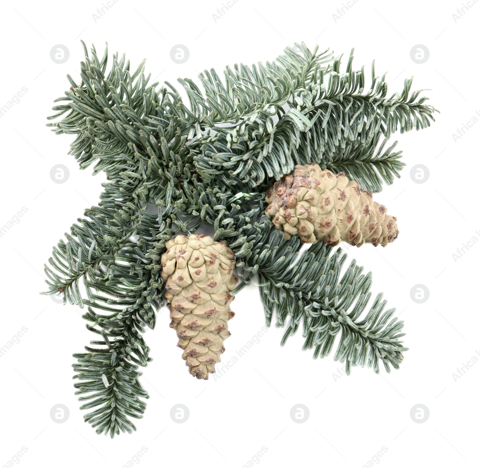 Photo of Fir tree branch with pinecones isolated on white, top view