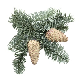 Fir tree branch with pinecones isolated on white, top view