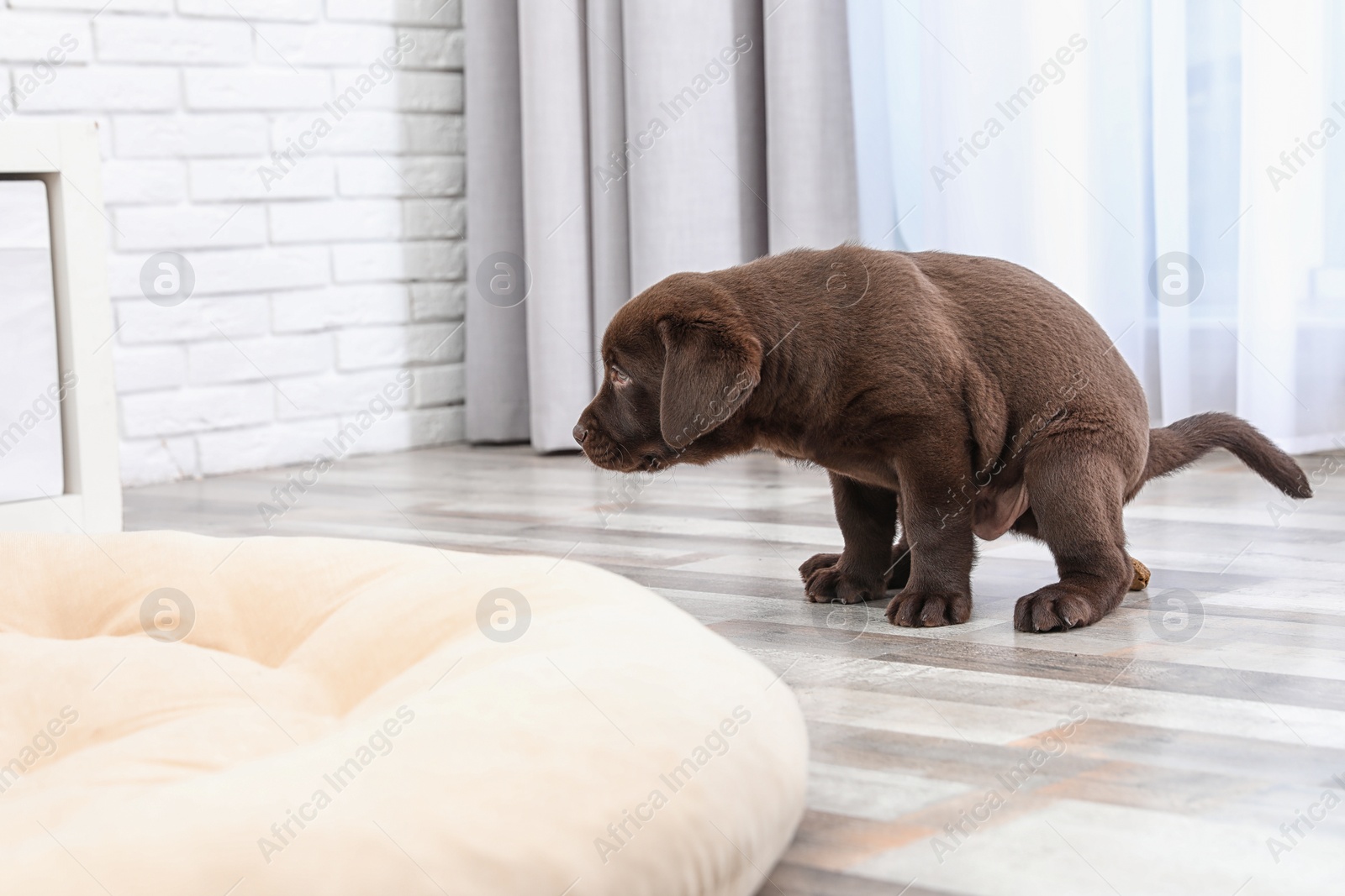 Photo of Chocolate Labrador Retriever puppy pooping on floor indoors