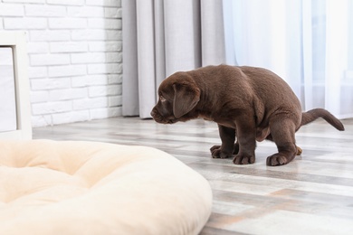 Chocolate Labrador Retriever puppy pooping on floor indoors