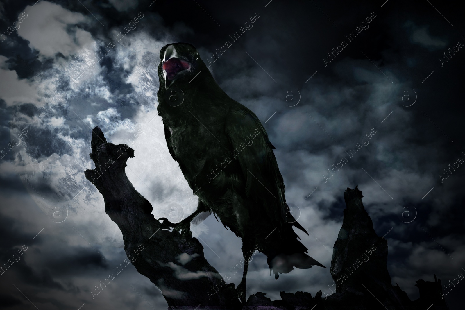 Image of Creepy black crow croaking on old tree at night