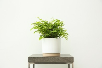 Photo of Beautiful fern in pot on grey table against white background