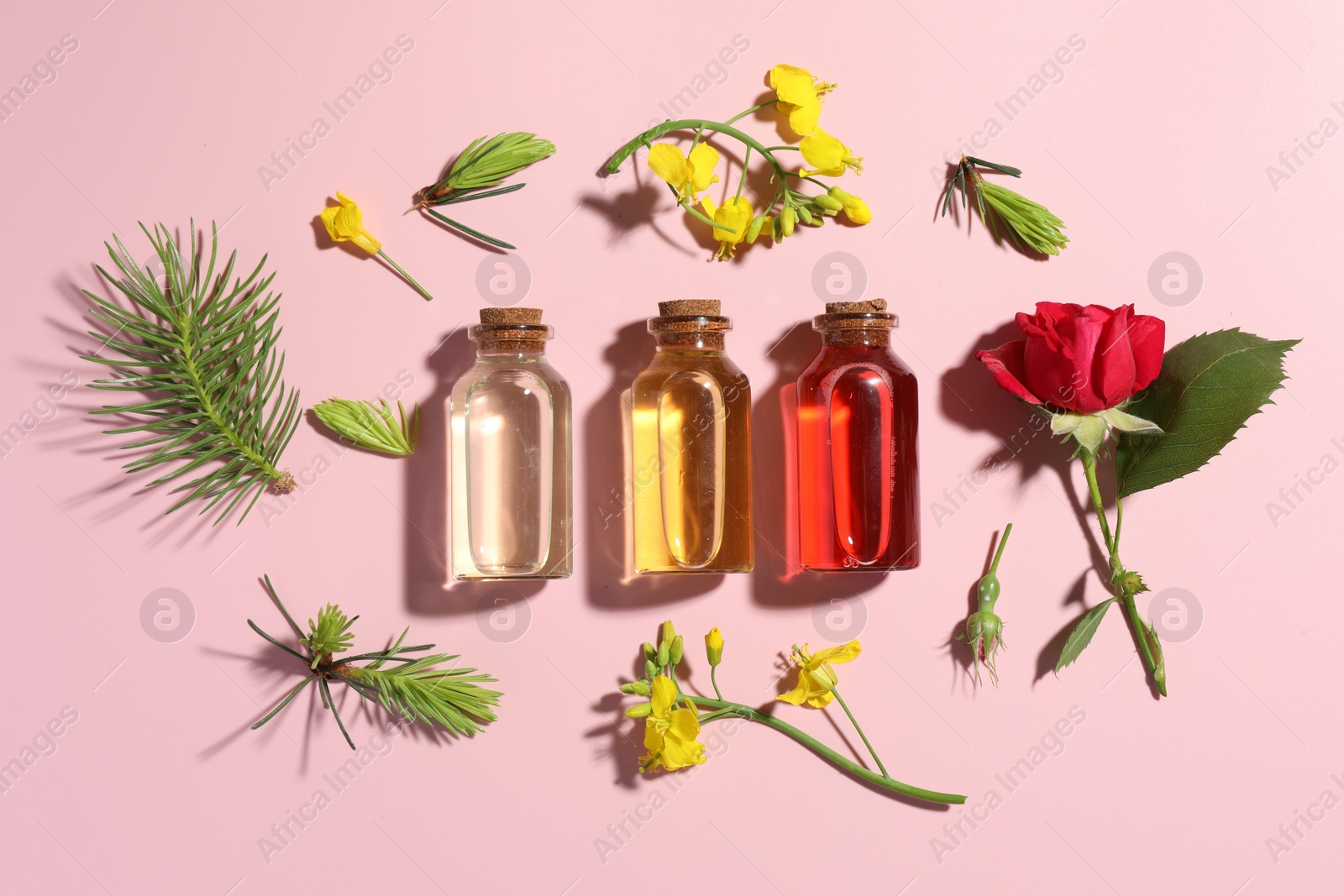 Photo of Aromatherapy. Different essential oils, fir twigs and flowers on pink background, flat lay