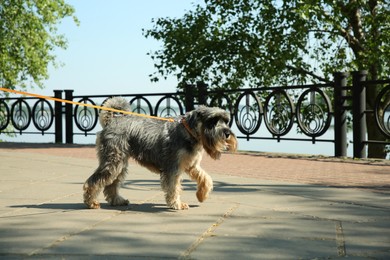 Cute Standard Schnauzer with leash on city street, space for text. Dog walking