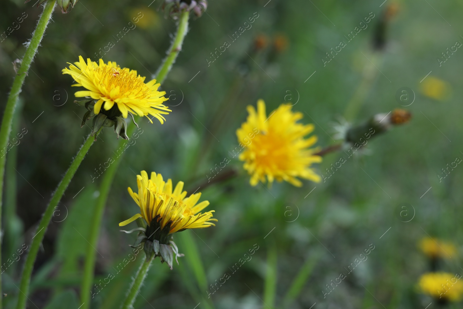 Photo of Beautiful bright yellow dandelions in green grass, closeup