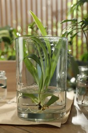 Exotic house plant in water on wooden table, closeup