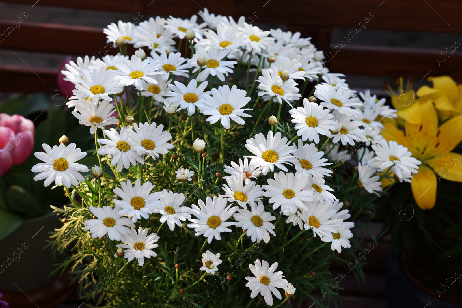 Photo of Beautiful blooming daisy plant outdoors, closeup view