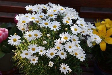 Photo of Beautiful blooming daisy plant outdoors, closeup view