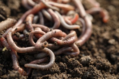 Photo of Many worms on wet soil, closeup. Terrestrial invertebrates