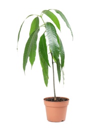 Photo of Mango plant with green leaves in flowerpot on white background