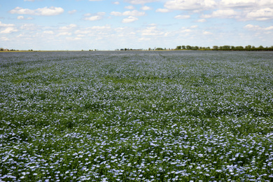 Photo of Beautiful view of blooming flax field on summer day