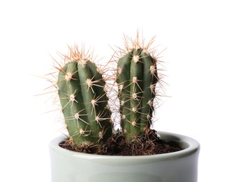 Beautiful green cacti in pot isolated on white