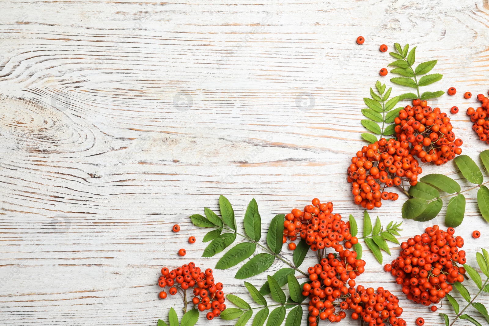 Photo of Fresh ripe rowan berries and green leaves on white wooden table, flat lay. Space for text