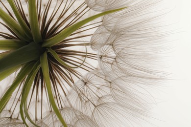 Photo of Beautiful fluffy dandelion flower on white background, closeup