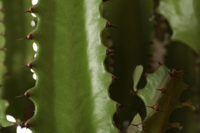 Closeup view of beautiful cactus. Tropical plant