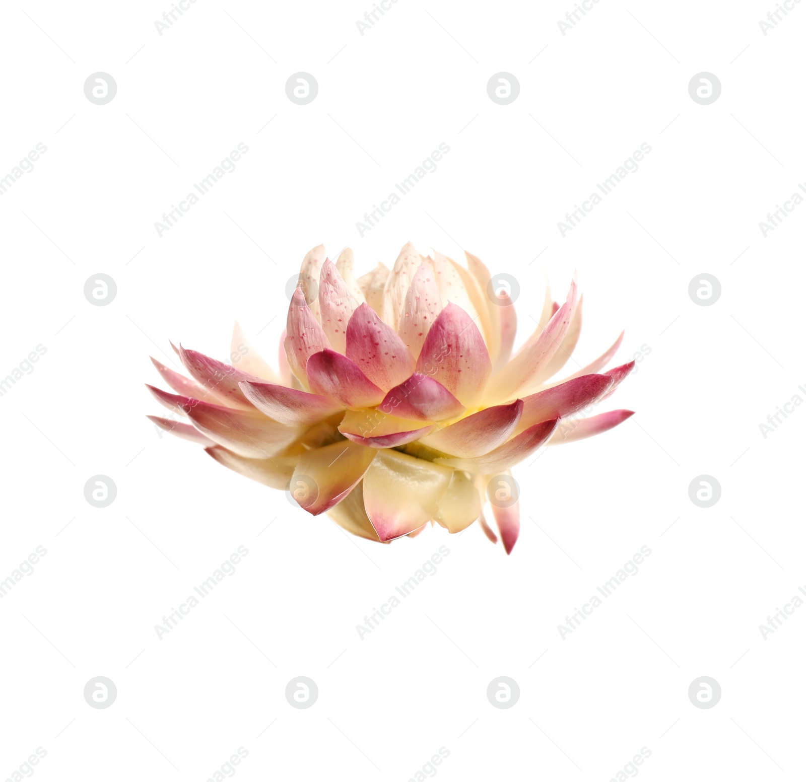 Photo of Beautiful blooming helichrysum flower isolated on white