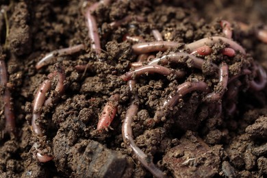 Photo of Many earthworms crawling in wet soil, closeup