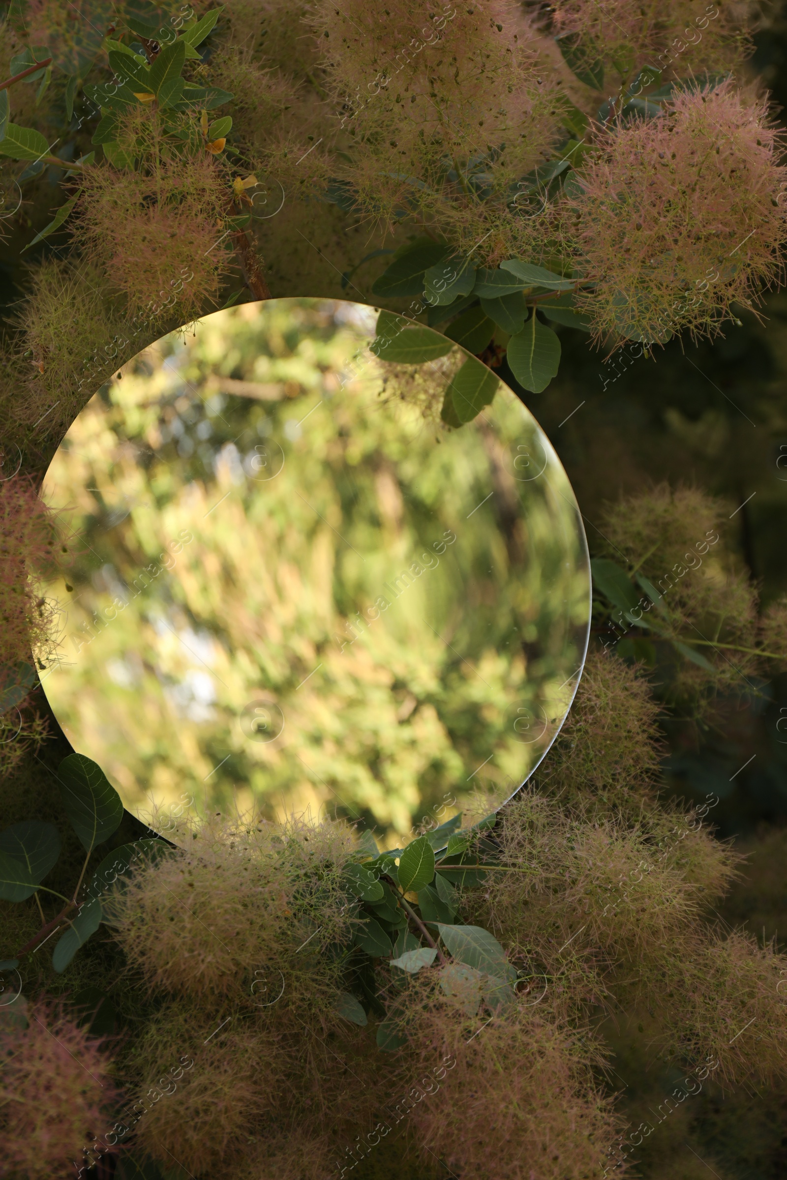 Photo of Round mirror among branches of smoke bush reflecting tree
